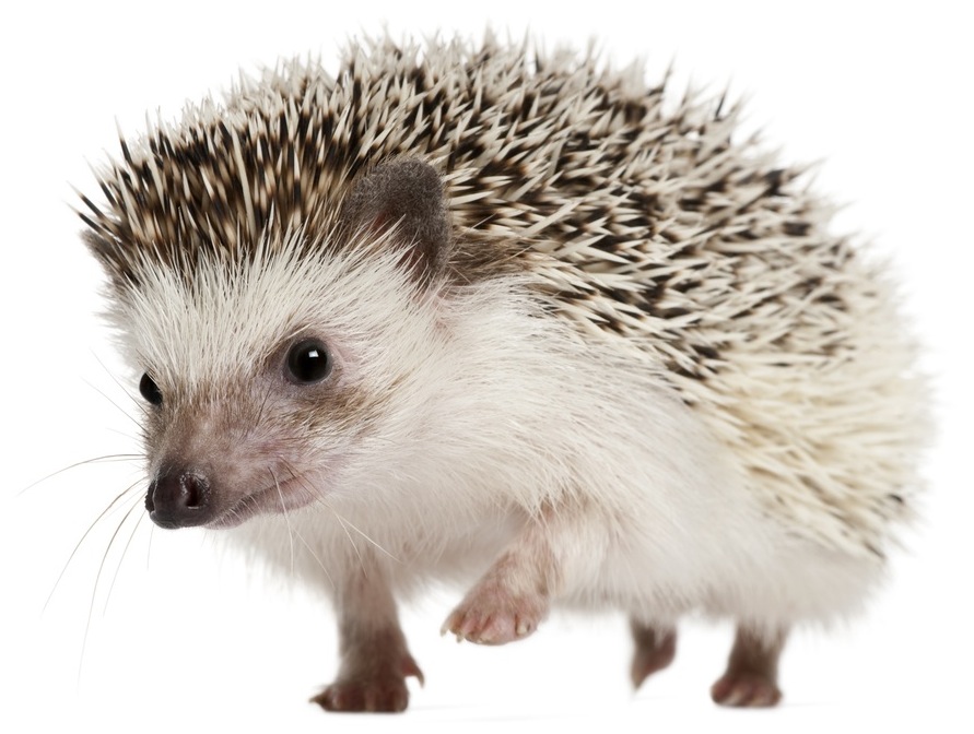 Hedgehogs - Suggestions - Minecraft: Java Edition - Minecraft Forum