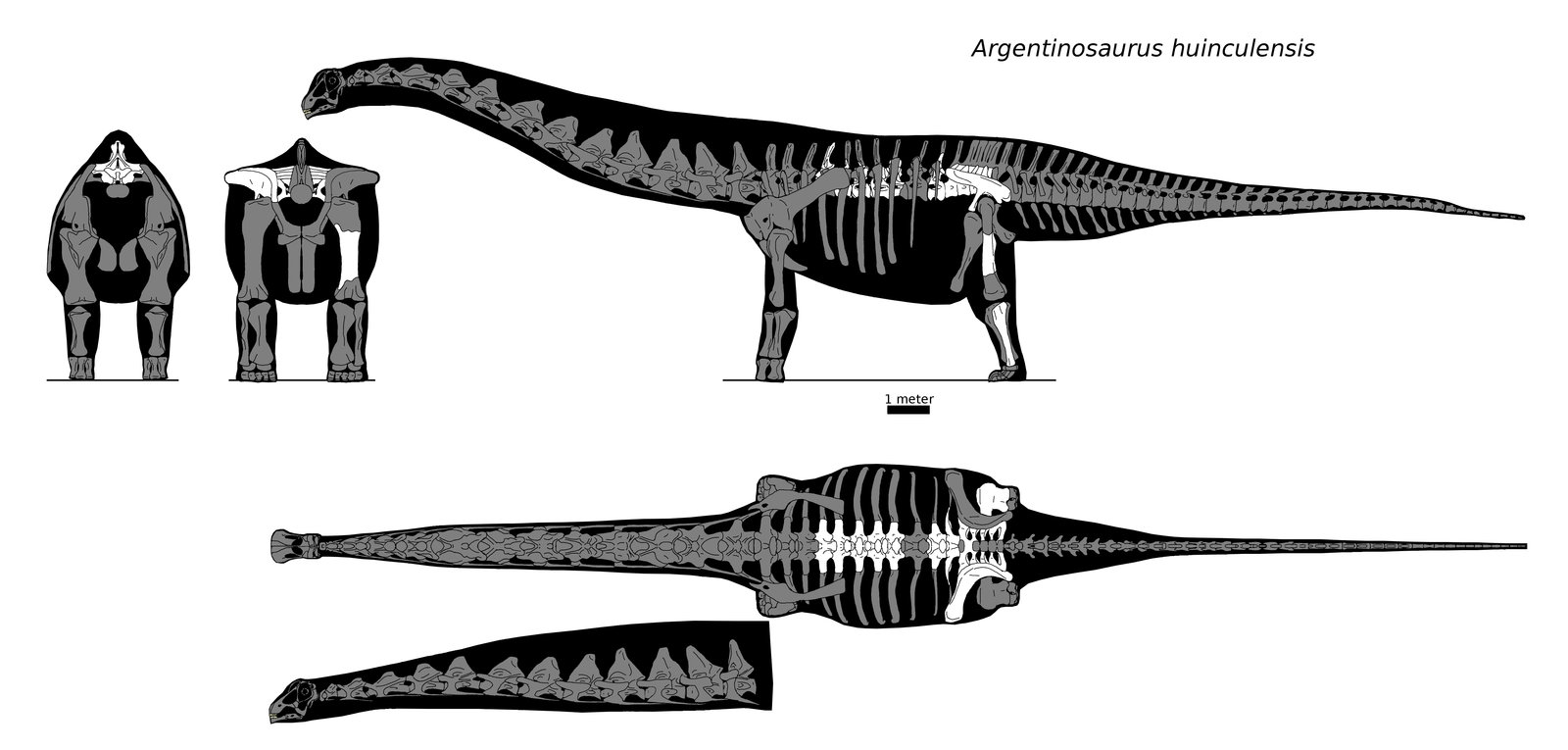 Fossils And Archeology Revival Build 732 The Dinosaur Renaissance Update Dinosaurs In 