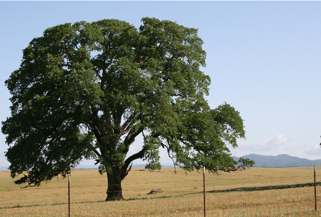 Apple tree dating theory