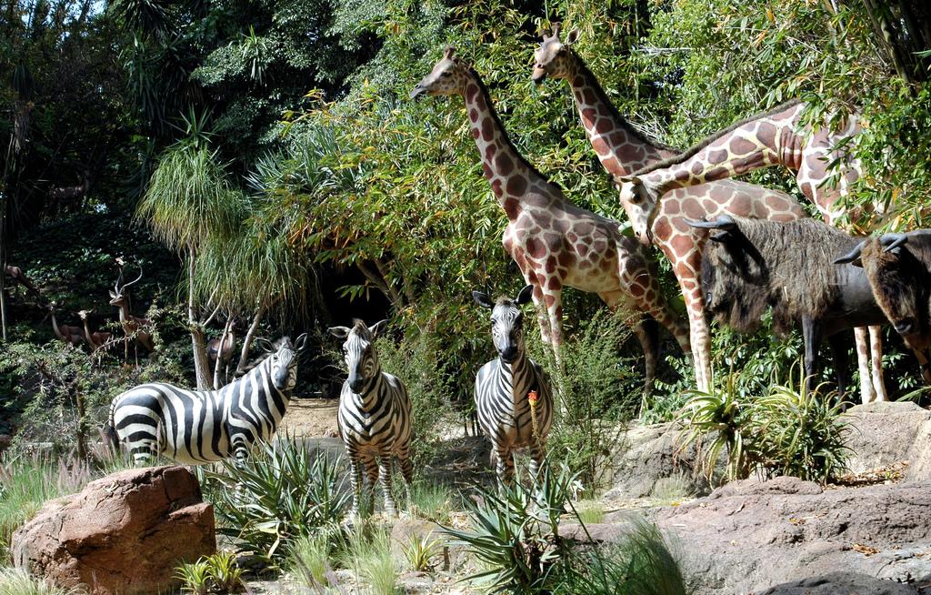 Jungle Cruise - Real Jungle Animals