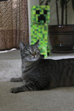 cat with creeper plush